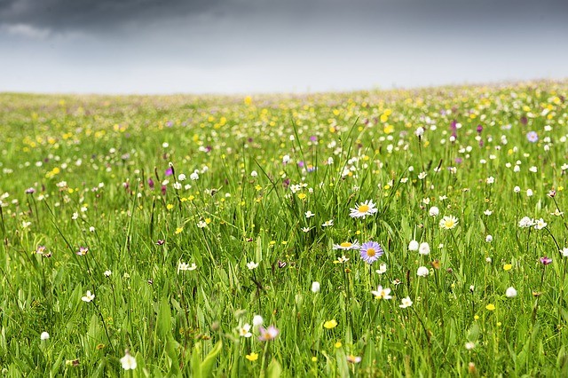 Grass field with white and yellow flowers and a gray cloudy sky.