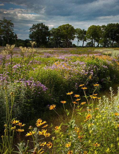 Nygren Wetland Preserve, Natural Land Institute, Rockton, IL